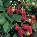 Photo 100 ALPINE STRAWBERRY Fragaria Vesca Fruit Berry Seeds, best price $3.00 ($0.03 / Count), bestseller 2024