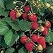 100 ALPINE STRAWBERRY Fragaria Vesca Fruit Berry Seeds new 2024
