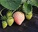 Heirloom Milk Strawberry 200+ Seeds new 2024