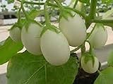 Photo 25 Pianta Delle Uova Seeds, Excellent italian Small white Eggplant, best price $2.99, bestseller 2024