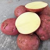 Foto 200 Stück Kartoffelsamen Schnell wachsende hoch ertragreiche rote hoch ertragreiche Gemüsesamen für den Garten - Kartoffelsamen, bester Preis 8,78 €, Bestseller 2024