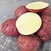 200 Stück Kartoffelsamen Schnell wachsende hoch ertragreiche rote hoch ertragreiche Gemüsesamen für den Garten - Kartoffelsamen neu 2023