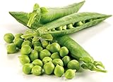 Photo Non-GMO, Pea Seeds, 130 Seeds, Bend and Snap Pea, best price $5.05, bestseller 2024