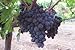 Obst Bonsai Samen 50 SEHR SELTEN japanischen Dwarf Kyoho (Vitis labrusca) Deep Purple Tabelle Traubenkerne! neu 2024
