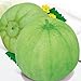 20 Seeds of Japanese Sakata Melon - Sweet Fragrant Melon - Green Muskmelon Seeds new 2024