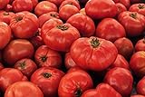 Photo IB Prosperity Tomato VR Moscow (Determinate) 100mg Seeds for Planting, Solanum lycopersicum, Non-GMO, Non-Hybrid, Heirloom, Open Pollinated - High Germination Rate, Vegetable Gardening Seed, best price $6.99, bestseller 2024