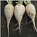 German Beer Radishes Seeds (20+ Seeds) | Non GMO | Vegetable Fruit Herb Flower Seeds for Planting | Home Garden Greenhouse Pack new 2024