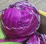 Photo Cabbage Red Acre Great Heirloom Vegetable by Seed Kingdom 700 Seeds, best price $1.95, bestseller 2024