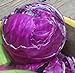 Cabbage Red Acre Great Heirloom Vegetable by Seed Kingdom 700 Seeds new 2024