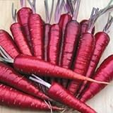 Photo Purple Dragon Carrot Seeds ► Non-GMO Purple Dragon Carrot Seeds (350+ Seeds) ◄ by PowerGrow Systems, best price $1.89, bestseller 2024