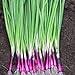Scallion “Red Beard” – Bunching Onion Type - Resilient Green Onion Variety | Heirlooms Seeds by Liliana's Garden | new 2024