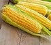 Sweet Corn Seeds for Planting - Kandy Korn Sweet Corn Seed- 300 Count new 2024
