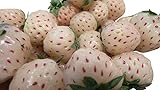 Foto Weiße Ananas-Erdbeere 20++ Samen (Ananas+Erdbeere) (Neu) **Super Süß** -Winterhart-, bester Preis 1,49 €, Bestseller 2024