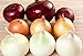 NIKA SEEDS - Vegetable Onion Rainbow Mix Neutral - 500 Seeds new 2022