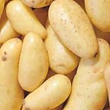 Photo Banana Potato - 6 Seed Potatoes, best price $16.97 ($2.83 / Count), bestseller 2024