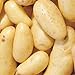 Banana Potato - 6 Seed Potatoes new 2024