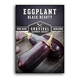 Photo Survival Garden Seeds - Black Beauty Eggplant Seed for Planting - Packet with Instructions to Plant and Grow Bell-Shaped Dark Purple Eggplant in Your Home Vegetable Garden - Non-GMO Heirloom Variety, best price $4.99, bestseller 2024