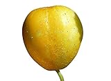 Foto Zitronengurke (Lemon-Gurke) (Blickfang im Garten) 10 Samen, bester Preis 1,99 €, Bestseller 2024