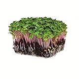 Photo Radish Sprouting Seed - Red Arrow Variety - 1 Lb Seed Pouch - Heirloom Radish Sprouts - Non-GMO Sprouting and Microgreens, best price $19.58, bestseller 2024