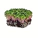 Radish Sprouting Seed - Red Arrow Variety - 1 Lb Seed Pouch - Heirloom Radish Sprouts - Non-GMO Sprouting and Microgreens new 2024