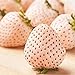 200 Piezas Semillas De Fresa Blanca Carne Regordeta Semillas De Fruta Deliciosas Raras Para La Plantación De Jardín En Casa Decorar El Patio nuevo 2024