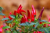 Photo Tabasco Hot Peppers Seeds, 1000+ Premium Heirloom Seeds, 90% Germination Rates Hot and Full of Flavor! A Must Have for Your Home Garden!, Non GMO, Highest, best price $10.55, bestseller 2024