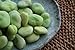 Broad Windsor Pole Fava Bean Seeds - Non-GMO new 2024