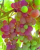 Photo Great Tasting Sweet Table Grapes, Mars Seedless #1 Size Plant 8-12