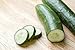Burpless #26 Hybrid Cucumber Seeds new 2024