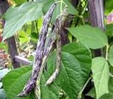 Photo Heirloom Rattlesnake Pole Bean Seeds by Stonysoil Seed Company, best price $4.10, bestseller 2024