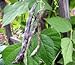 Heirloom Rattlesnake Pole Bean Seeds by Stonysoil Seed Company new 2024