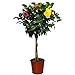 Braided Hibiscus Tree - Mixed (3 to 4 Flower Colors) - Overall Height 44