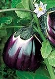 Photo Salerno Seeds Round Sicilian Eggplant Violetta Di Firenze 4 Grams Made in Italy Italian Non-GMO, best price $4.99, bestseller 2024