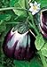 Salerno Seeds Round Sicilian Eggplant Violetta Di Firenze 4 Grams Made in Italy Italian Non-GMO new 2022