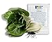 1000 Pak Choi Seeds for Planting - 3+ Grams - White Stem - Heirloom Non-GMO Vegetable Seeds for Planting - AKA Bok Choy, Pok Choi, Chinese Cabbage new 2024