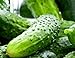 100 Boston Pickling Cucumber Seeds | Non-GMO | Fresh Garden Seeds new 2023
