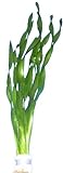 Foto vallisneria-tortifolia, Kleine Schrauben Vallisneria, Aquarienpflanzen, Wasserpflanzen, bester Preis 2,95 €, Bestseller 2024