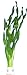 vallisneria-tortifolia, Kleine Schrauben Vallisneria, Aquarienpflanzen, Wasserpflanzen neu 2024