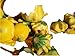 Ungarischer Patisson (Ufo) Kürbis gelb, 10 Samen, samenfest von unserer Farm, BIO hu-öko-01 neu 2024