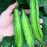 Photo 20 Pcs Non-GMO Winged Bean Seeds Psophocarpus Tetragonolobus Natural Green Seeds,for Growing Seeds in The Garden or Home Vegetable Garden, best price $8.99, bestseller 2024