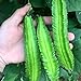 20 Pcs Non-GMO Winged Bean Seeds Psophocarpus Tetragonolobus Natural Green Seeds,for Growing Seeds in The Garden or Home Vegetable Garden new 2024