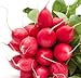 Cherry Belle Radish Seeds, 100 Heirloom Seeds Per Packet, Non GMO Seeds, Botanical Name: Raphanus sativus, Isla's Garden Seeds new 2024