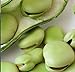 Aquadulce Fava Bean Seeds, 25 Premium Heirloom Seeds Per Packet, Non GMO Seeds, Botanical Name: Vicia faba, Isla's Garden Seeds new 2023