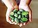 Mouse Melon Seeds | 20 Seeds | Grow This Exotic and Rare Garden Fruit | Cucamelon Seeds, Tiny Fruit to Grow new 2022