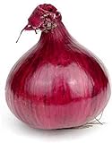 Photo Red Grano Onion Seeds, 300 Heirloom Seeds Per Packet, (Short Day) Non GMO Seeds, Botanical Name: Allium cepa, Isla's Garden Seeds, best price $5.99 ($0.02 / Count), bestseller 2024