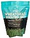 Wheatgrass Seeds | Non GMO | Grown in USA Wheat Grass Seeds | from Our Farm to Your Table (1 Pound) new 2024