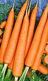 Photo 1200 Tendersweet Carrot Seeds | Non-GMO | Fresh Garden Seeds, best price $6.95 ($0.01 / Count), bestseller 2024