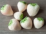 Photo White Strawberry Seeds - 1,000+ Seeds - White Pineberry Seeds - Made in USA, Ships from Iowa., best price $19.98 ($0.02 / Count), bestseller 2024