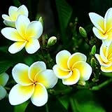 Photo Lot de 100 graines de fleurs de frangipanier hawaïen pour le jardinage, meilleur prix 3,89 €, best-seller 2024
