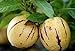 100+ Pepino Melon Seeds Ginseng Fruit Seeds for Planting new 2024